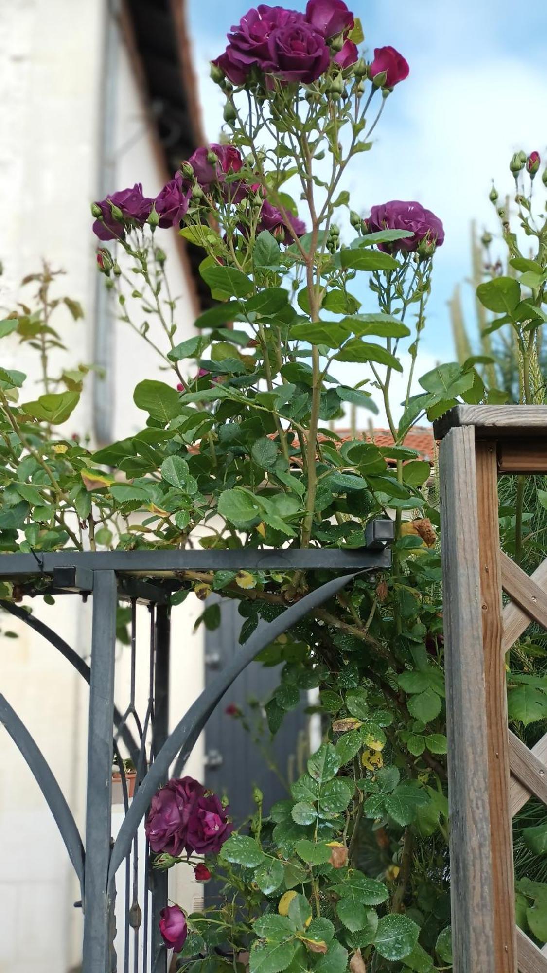 Le Clos Des Passiflores Pons Εξωτερικό φωτογραφία